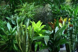 Indoor plant ideas