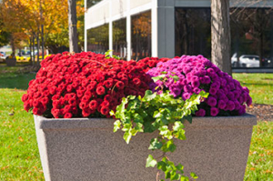 fall container with mums